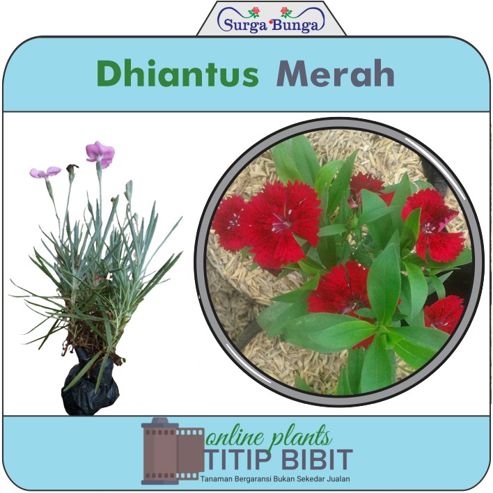 Bibit Bunga Anyelir Dianthus Merah