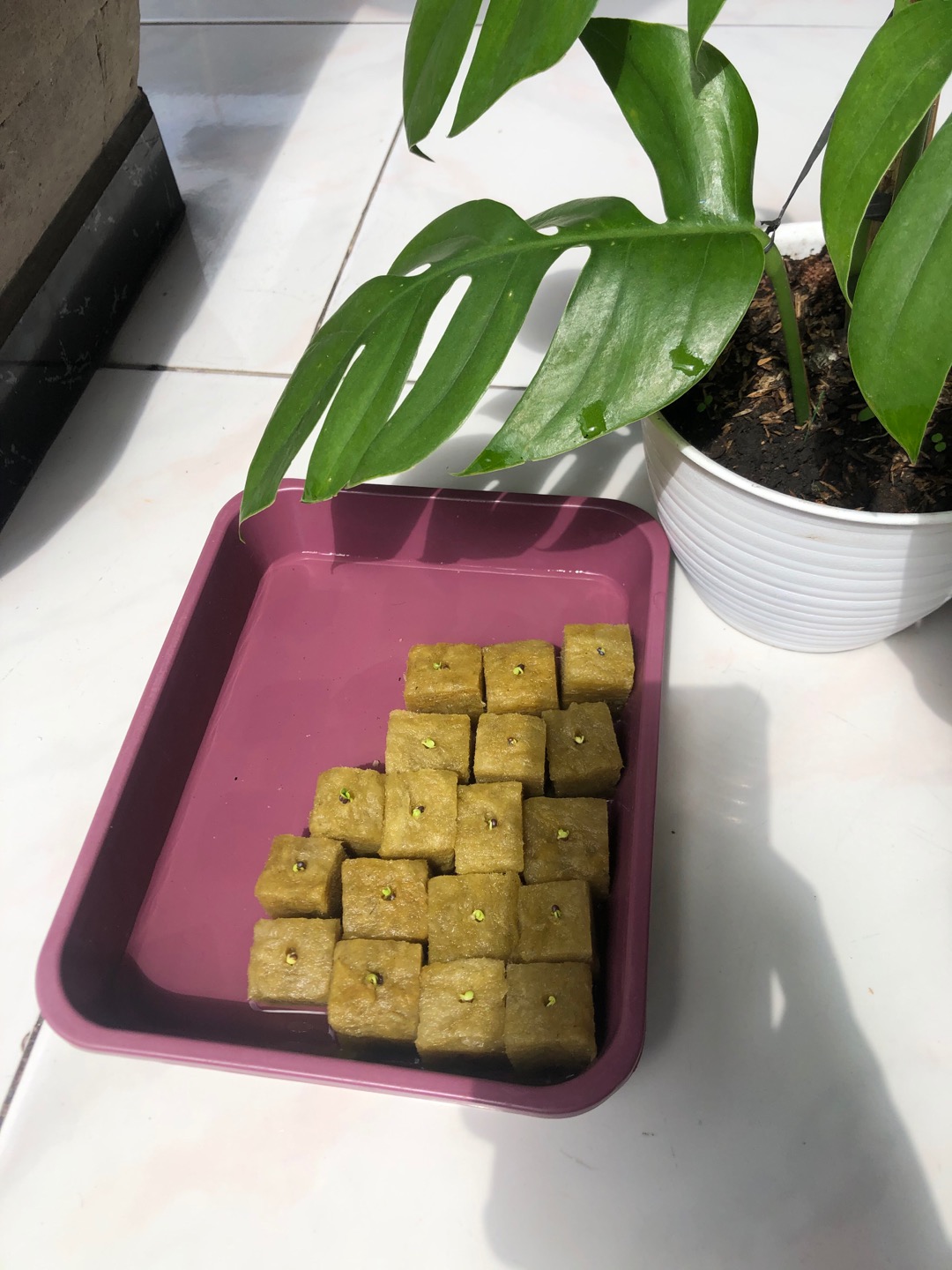 (bali)baki + Tutup Impraboard 9 Lubang Sistem Wick