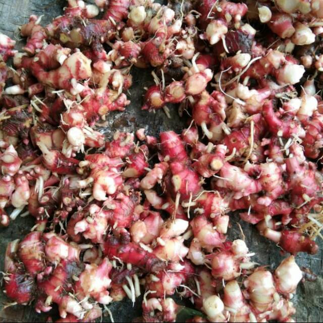 

jahe merah segar 500grm