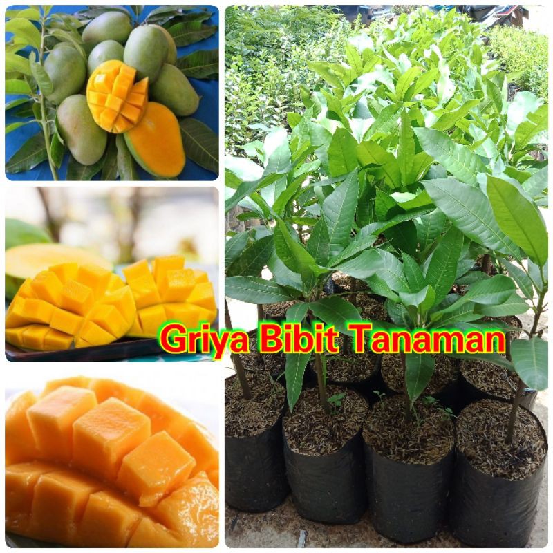 BIBIT BUAH MANGGA MADU ATAU MANGGA MANALAGI MADU Griya Bibit Tanaman