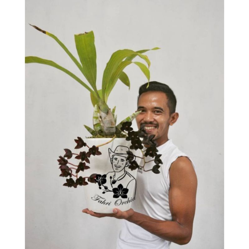 FahriOrchid - Fdk after dark / Anggrek hitam