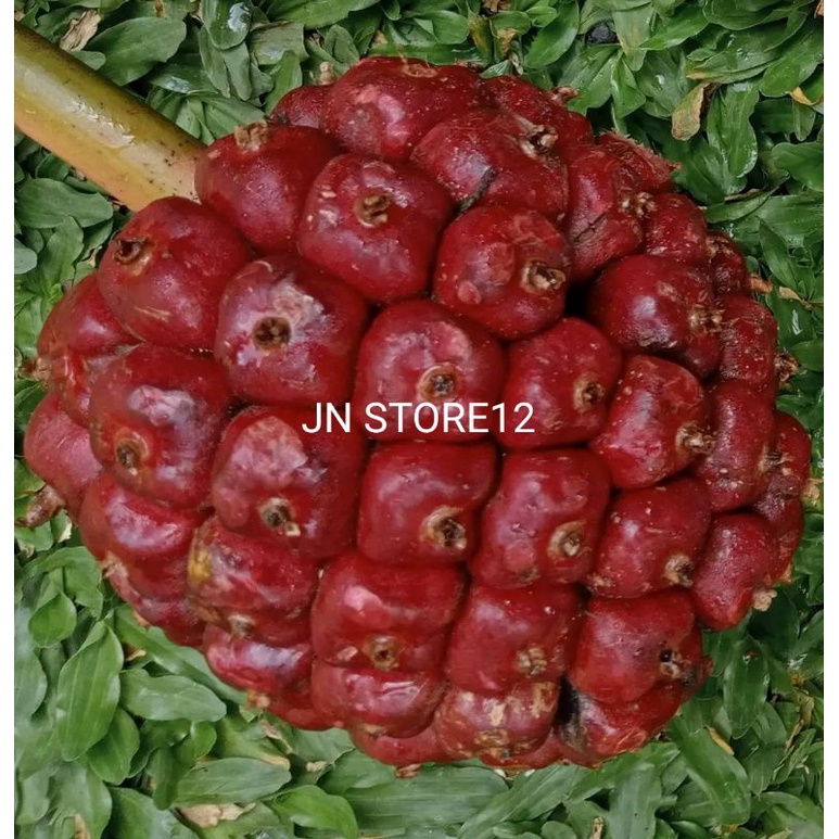 

Buah honje merah segar 1kg petik lansung