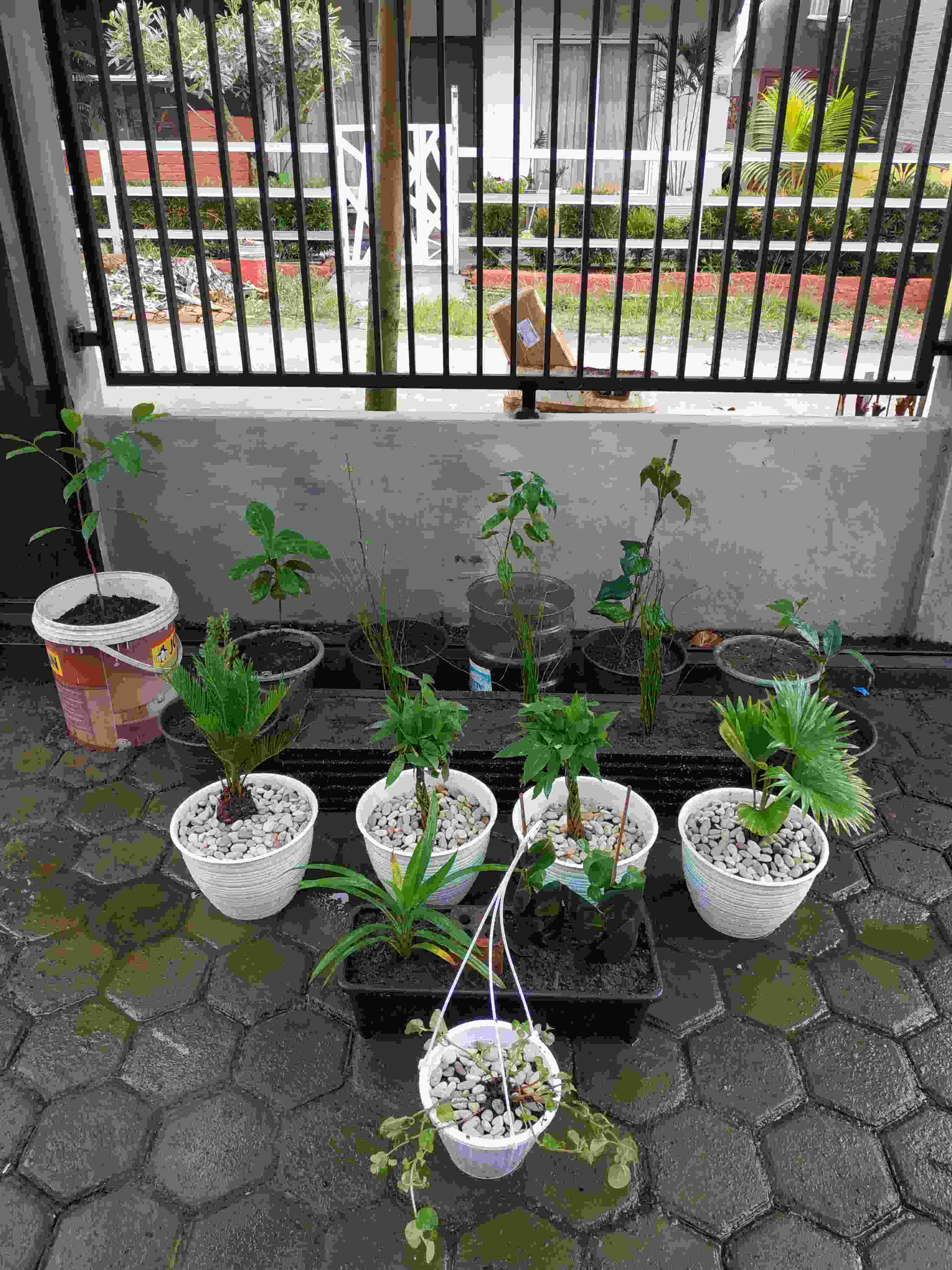 Palem Sikas / Serit  Tanaman Pot Dekorasi Taman