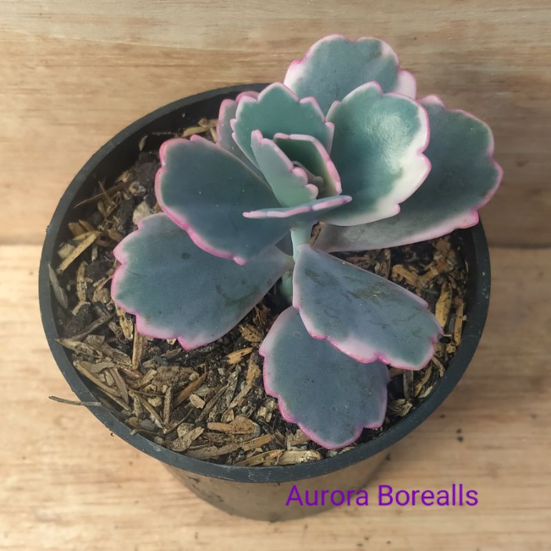 Aurora Borealis sekulen