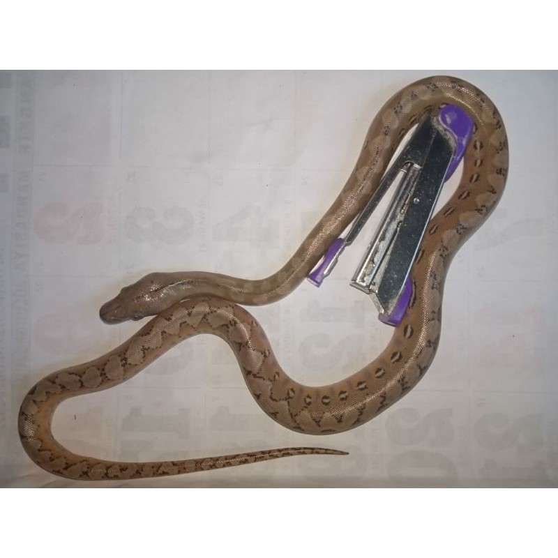Baby Retic Platynum 50% Superdwarf