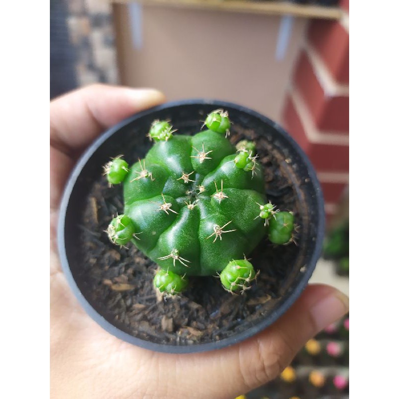 Kaktus Gymno Damsii