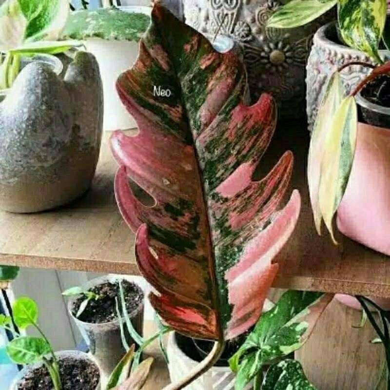 philo gergaji cantik white //philo pink // yellow murah (hanyabonggol)