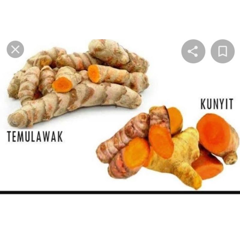 

TEMULAWAK/KUNYIT