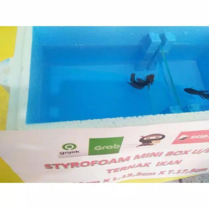 PAKET BREEDING IKAN CUPANG LENGKAP