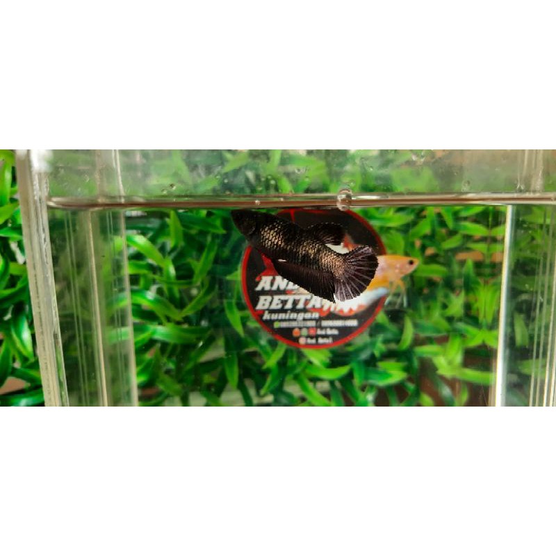 Ikan cupang avatar copper gold bahanan