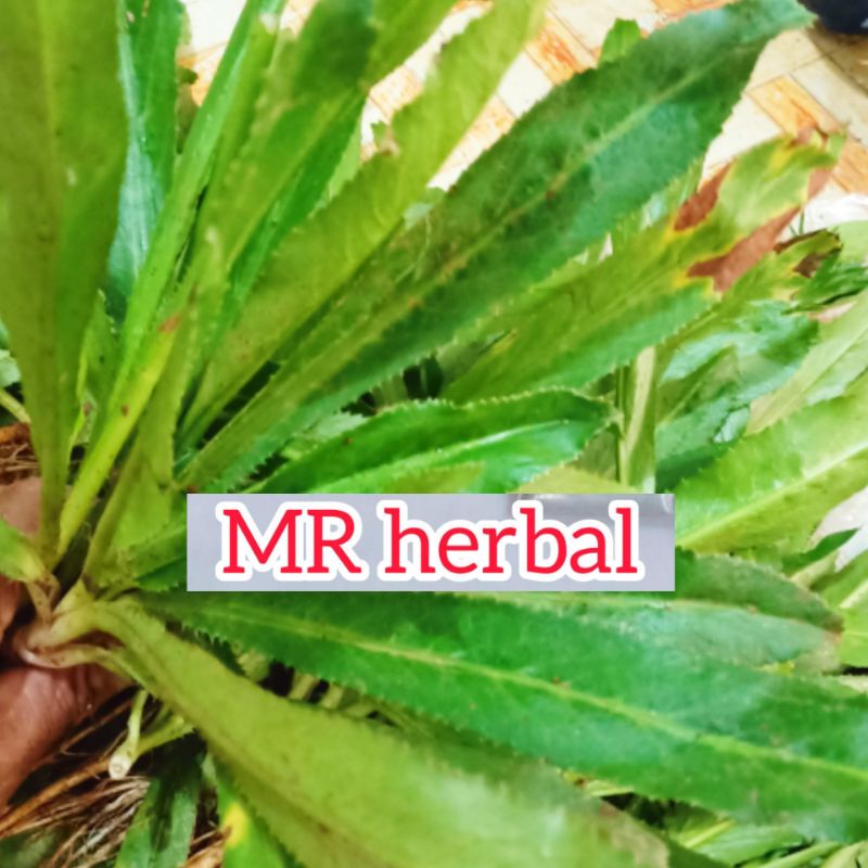 

Jual daun walang sangit umpan nila per 10 pohon