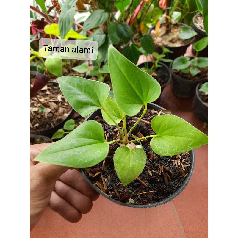 tanaman hias anthurium corong - anthurium corong