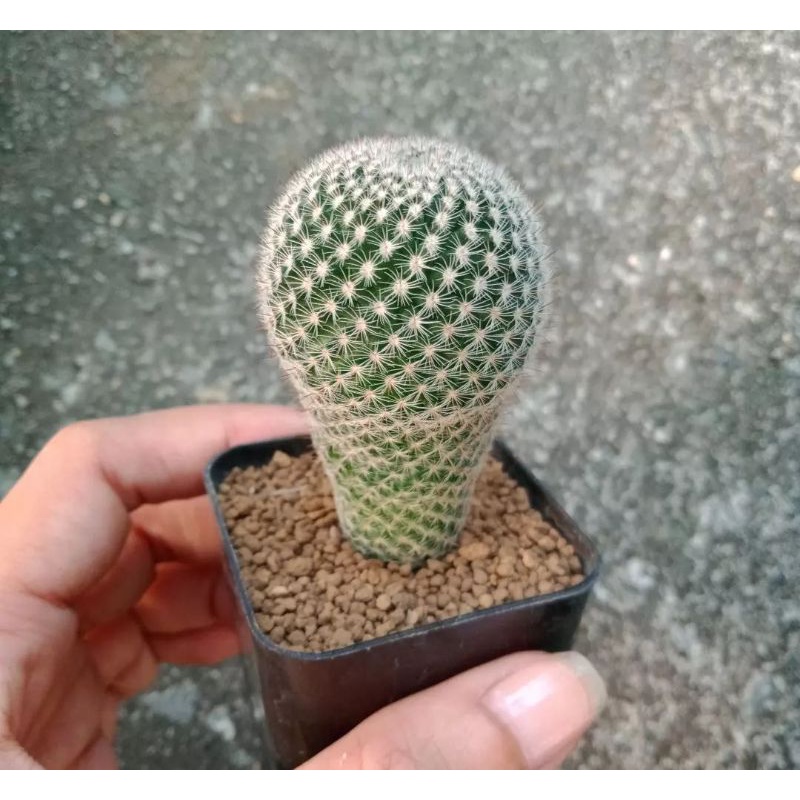 pot kotak pot kaktus pot bibit diameter 5 cm