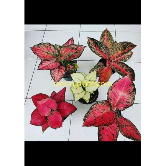 promo paket 5 bonggol aglonema,red anjamani,red heart,widuri,super white,red sumatra