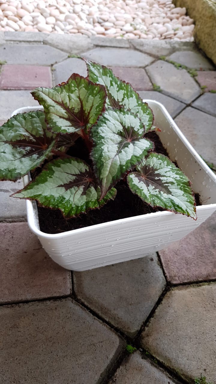 Pot Bunga Briyani 21 Pot Tawon Pirus Kotak Pot Bunga Plastik Persegi