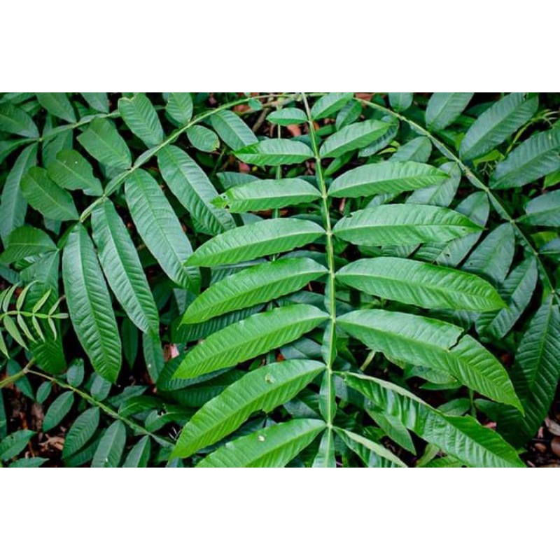 

daun sungkai segar 100gram/herbal