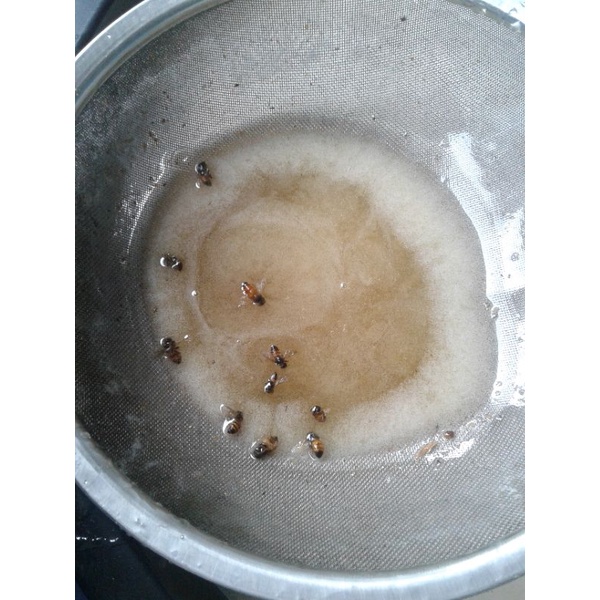 

madu murni 100℅