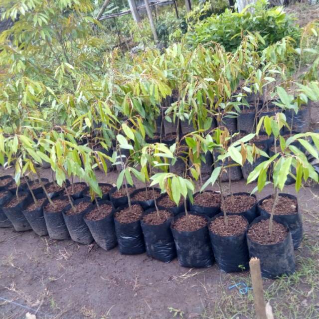 

Pohon duren 50cm