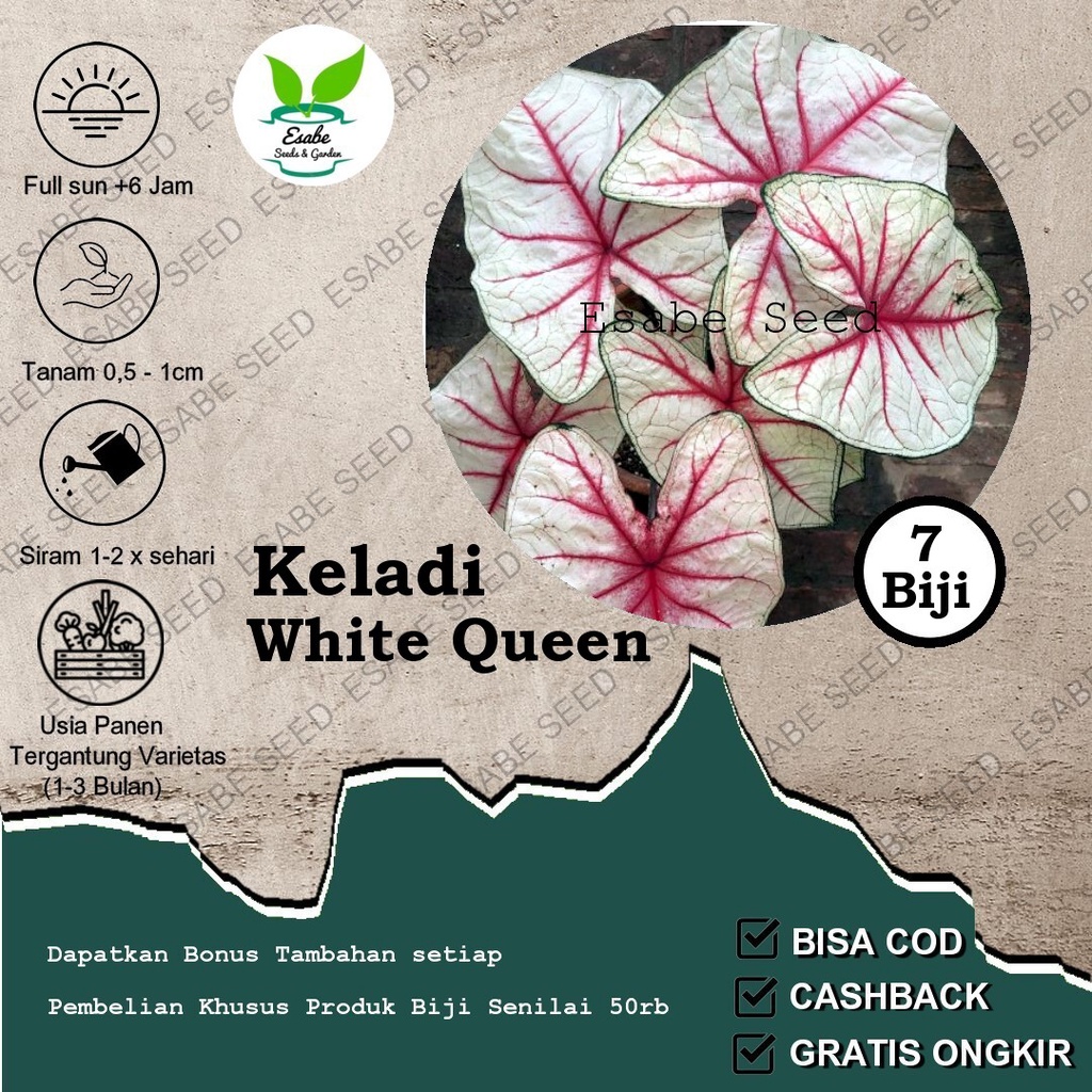 Benih Biji Caladium White Queen Keladi
