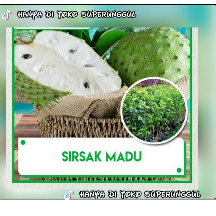 

D1skon lagi Bibit Sirsak Madu Super Manis |Y7D|009 ,.