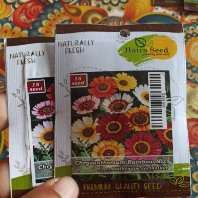 Benih Bibit Bunga Krisan chrysanthemum rainbow mix