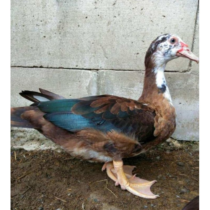 

TELUR ENTOK / MENTOK HIAS RAMBON SIAP DI TETASKAN