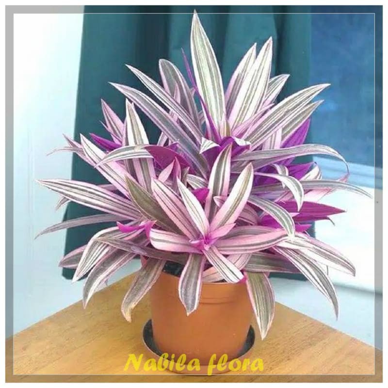 Tanaman hias adamhawa ungu variegata murah