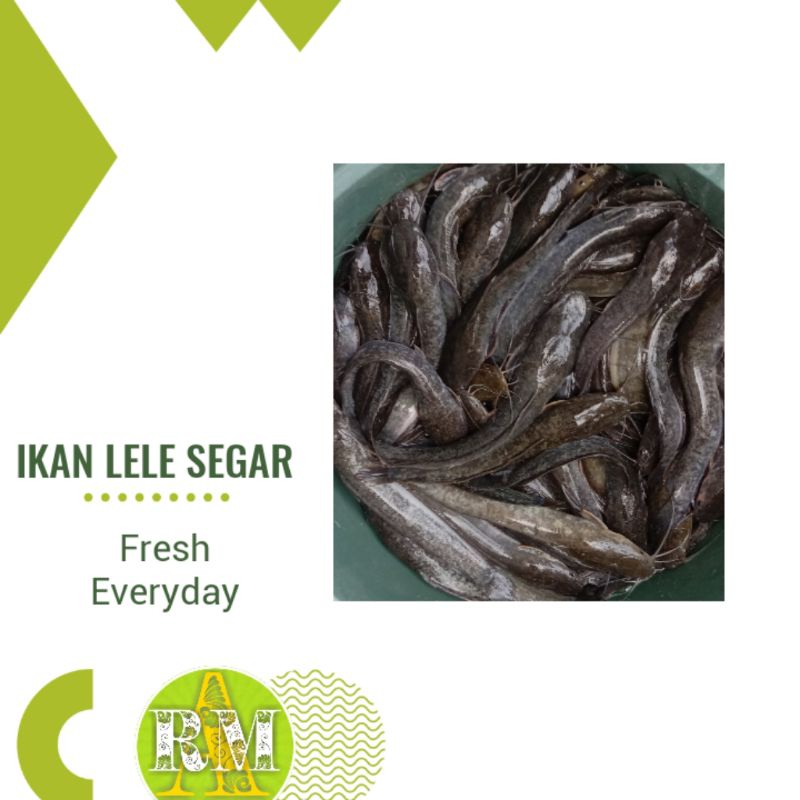 

IKAN LELE SEGAR