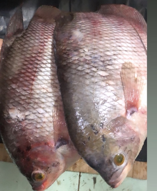 

Ay00! ikan Gurame tawar makanan segar