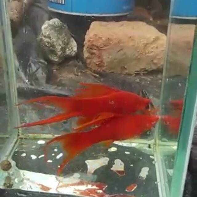 Swordtail Bloodred Lyretail pasangan