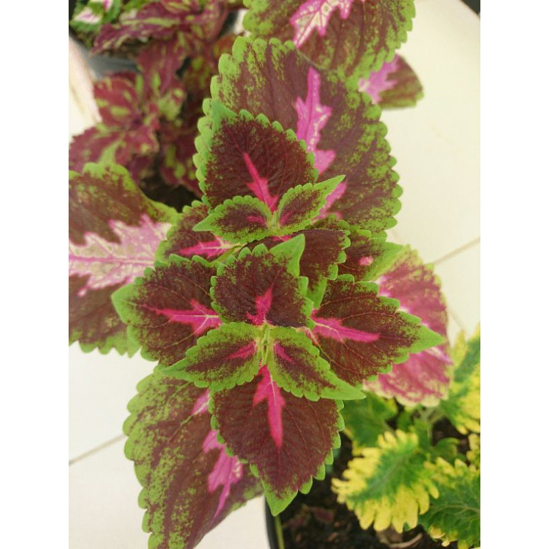 miana / bunga miana / tanaman hias