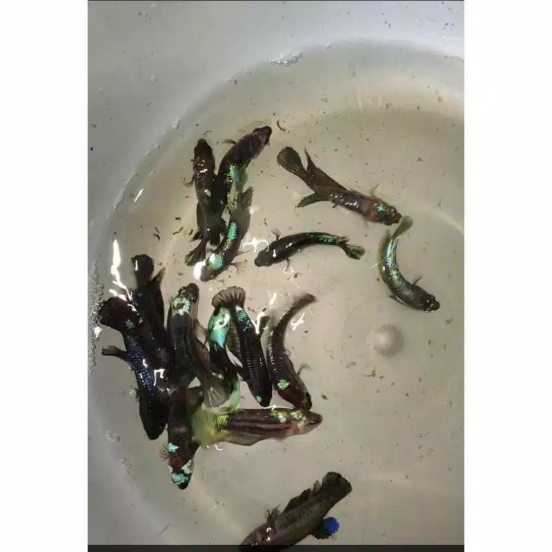 female / betina ikan cupang avatar gordon