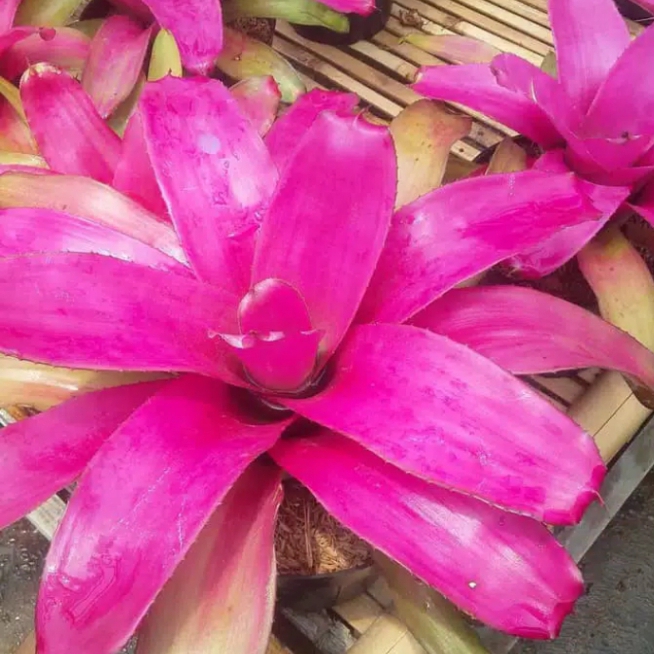 tanaman hias bromelia pink grass