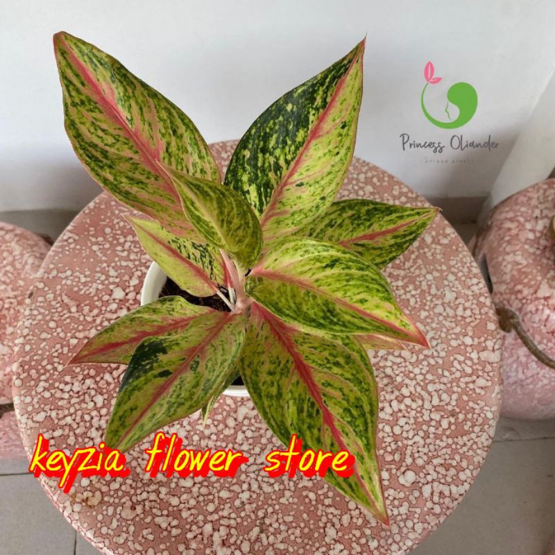 bunga aglonema golden sweet import