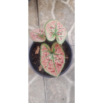 Tanaman caladium pink Guava remaja