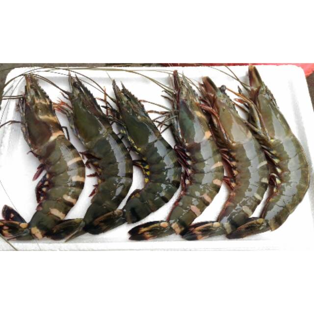 

PROMO Udang pancet/ Windu segar size 10 per kg