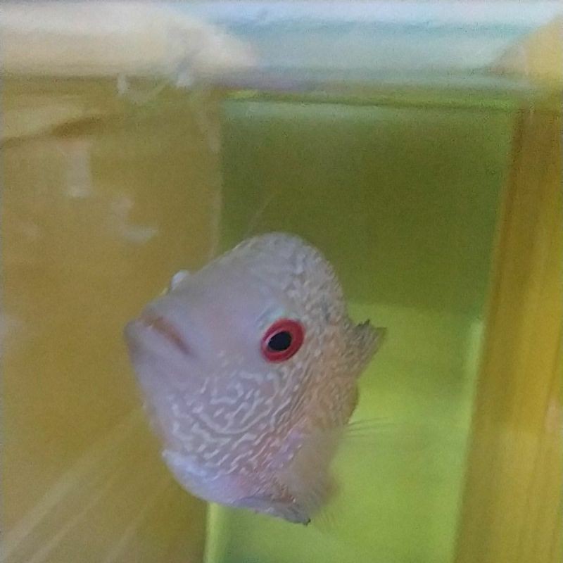 louhan cencu Golden Base ukuran 4 jari