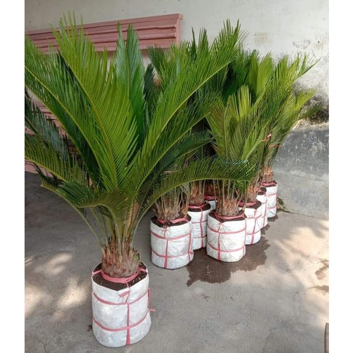 ID PALEM SIKAS SIZE JUMBO - MAWAR JAMBE