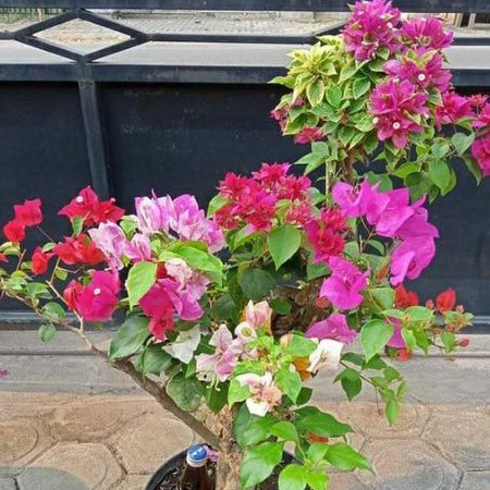 bugenvil varigata mikro