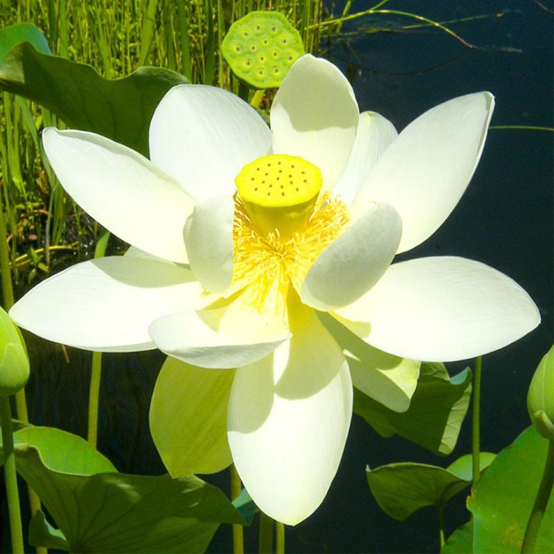 Tanaman Hias Lotus  Putih  Shopee Indonesia