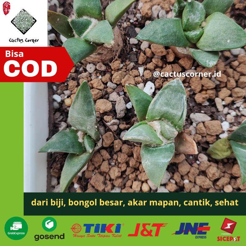 Kaktus Impor Ariocarpus Retusus