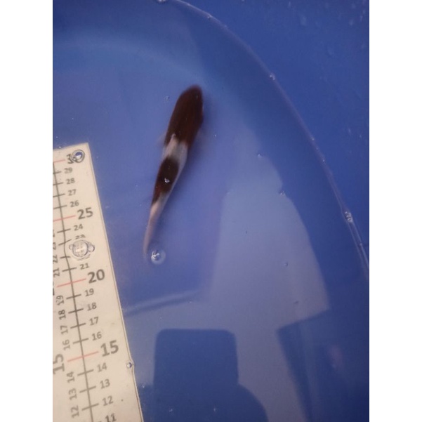 ikan koi budho goromo F1 anak import koi jepang bergaransi pengiriman