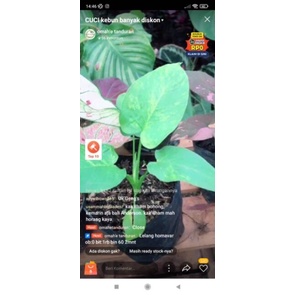 homalomena sp var live sale