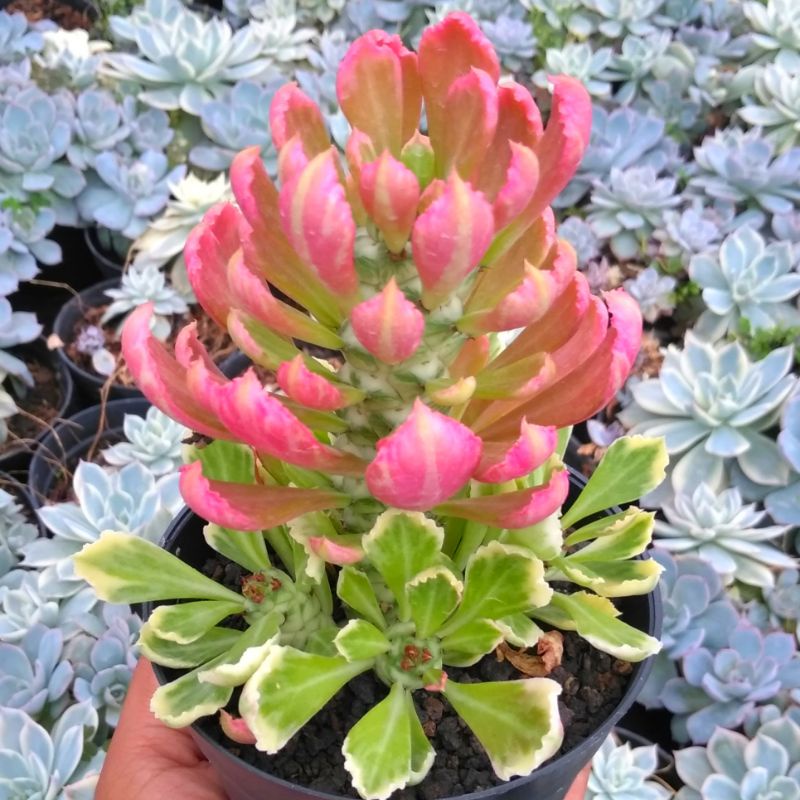 KAKTUS SEKULEN ECHEVERIA MONADENIUM CLUSTER VARIGATA tanaman bunga hias indoor outdoor dekorasi ruma