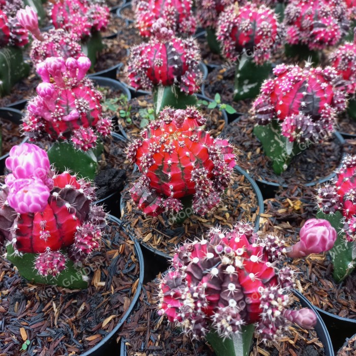 Tanaman Hias Kaktus // Gymno Blackpink Grafting