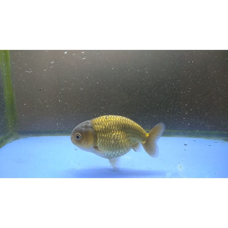 ranchu Hybrid