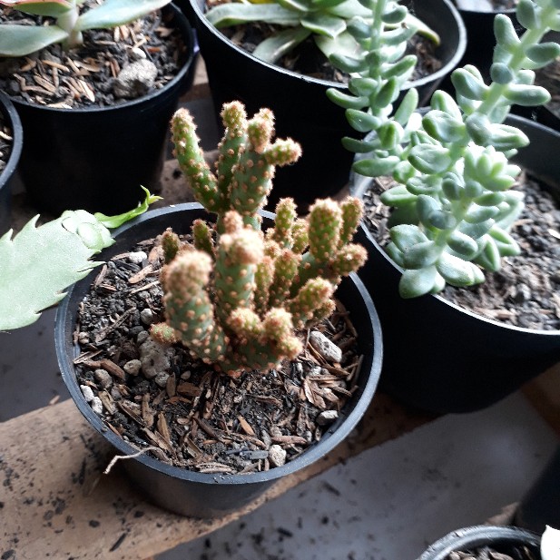 Sukulen Dan Kaktus Mini (opuntia Rufida Var. Monstruosa)
