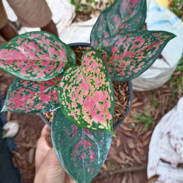 AGLONEMA DUT ANJAMANI/tanaman hias dut anjamani