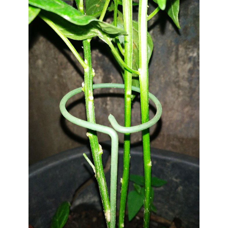 besi penyangga tanaman dan bunga