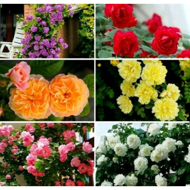 paket 6 warna mawar rambat murah